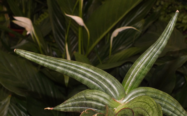 Snake plant (Dracaena patens)