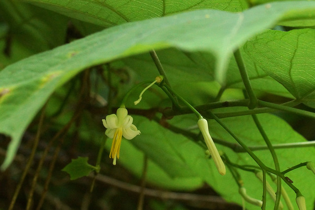 ウリノキ/Alangium platanifolium var. trilobum