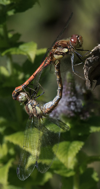Common Darters mating