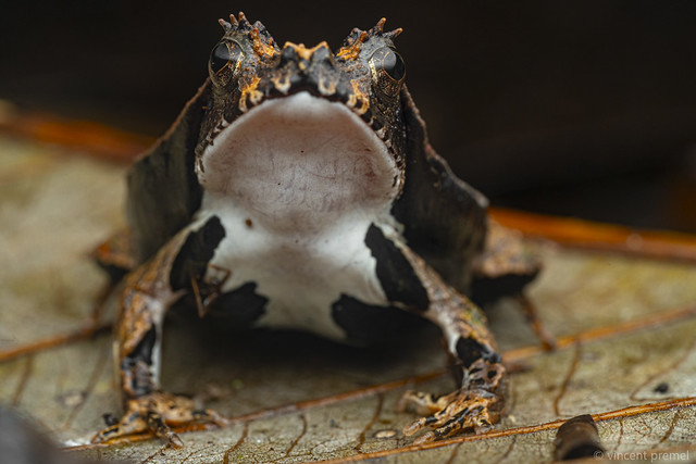 Perez's snouted frog (Edalorhina perezi) - Yasuni National Parl, Ecuador