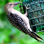 DSC_0052 Red-bellied Woodpecker  ~  The Carolinian ~ Melanerpes carolinus ~ Pic à ventre roux ~ My Yard in Sparta, New Jersey   