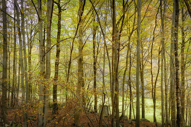 Yellow-green forest in Bavona Valley