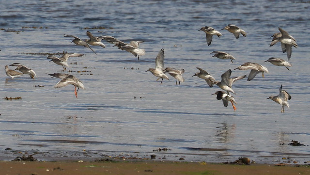 Knot and Redshanks landing on the shore