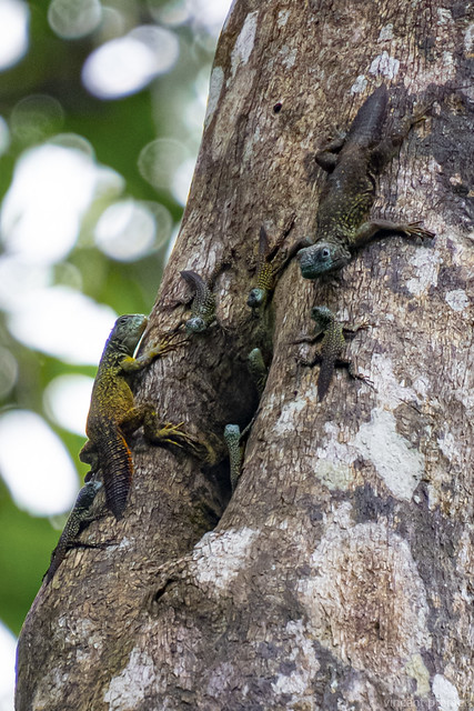 Family of tropical thornytail iguana (Uracentron flaviceps) - Yasuni National Park, Ecuador