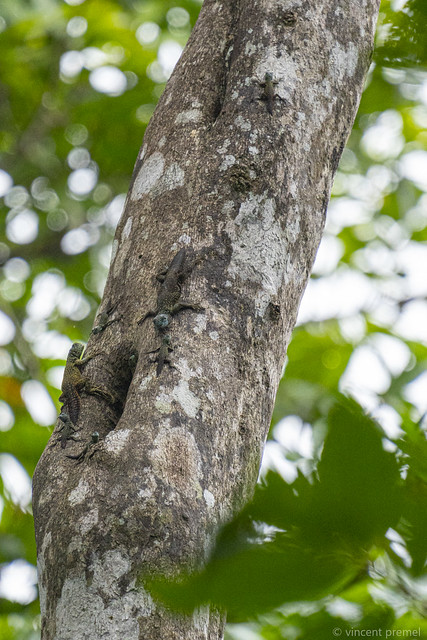 Family of tropical thornytail iguana (Uracentron flaviceps) - Yasuni National Park, Ecuador
