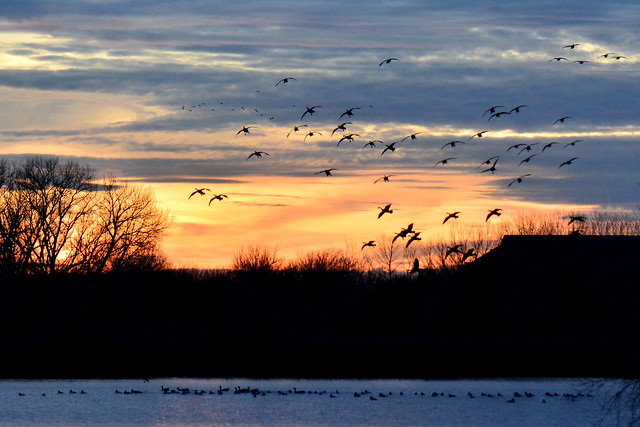 December Sunset with Geese