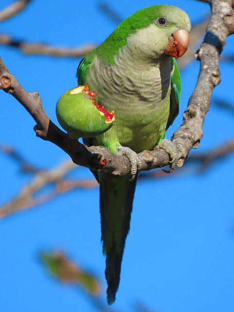 Monk Parakeet /  Quaker Parrots (Myiopsitta monachus)