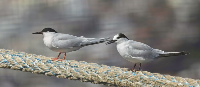 Common Tern (Sterna hirundo)