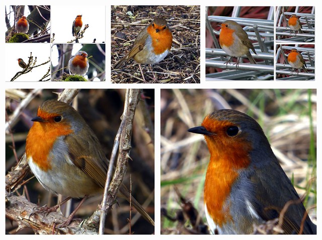 It's 'National Robin Day' today!