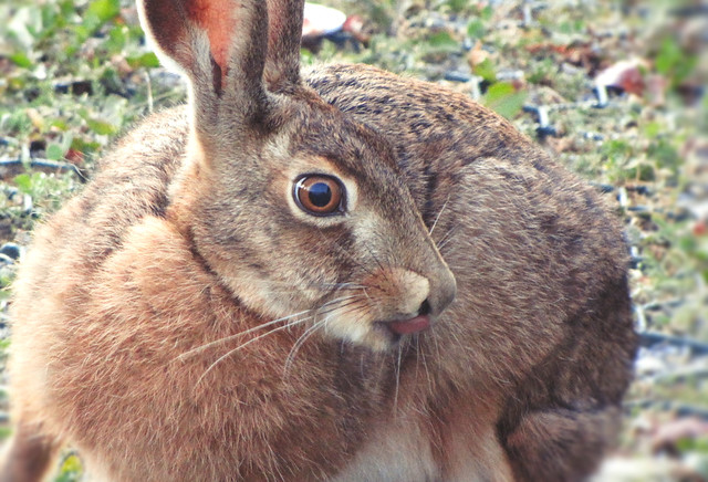 hare - Feldhase - best side! -  - Der Feldhase (Lepus europaeus) ist vom Aussterben bedroht.