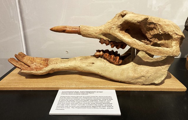 Platybelodon granger --  Shoveltusk elephant skull from the Miocene Epoch 7022