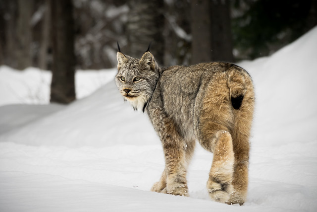 'Lynx Canadensis'