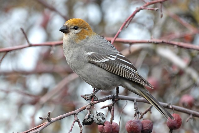 Pine Grosbeak