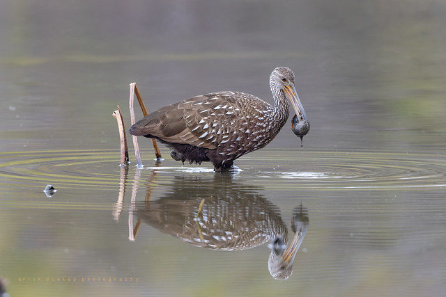 Limpkin, early lunch