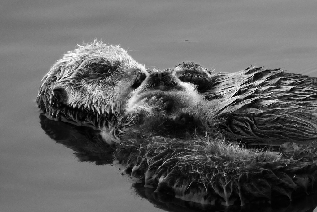 Sea Otter Family, Mother and Baby, Mother and bay otter bon…