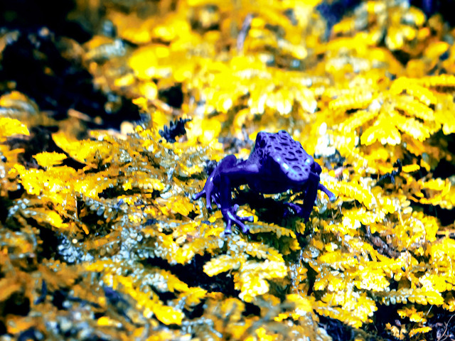 Blue Poison-dart tree frog (blue-yellow IR filter)