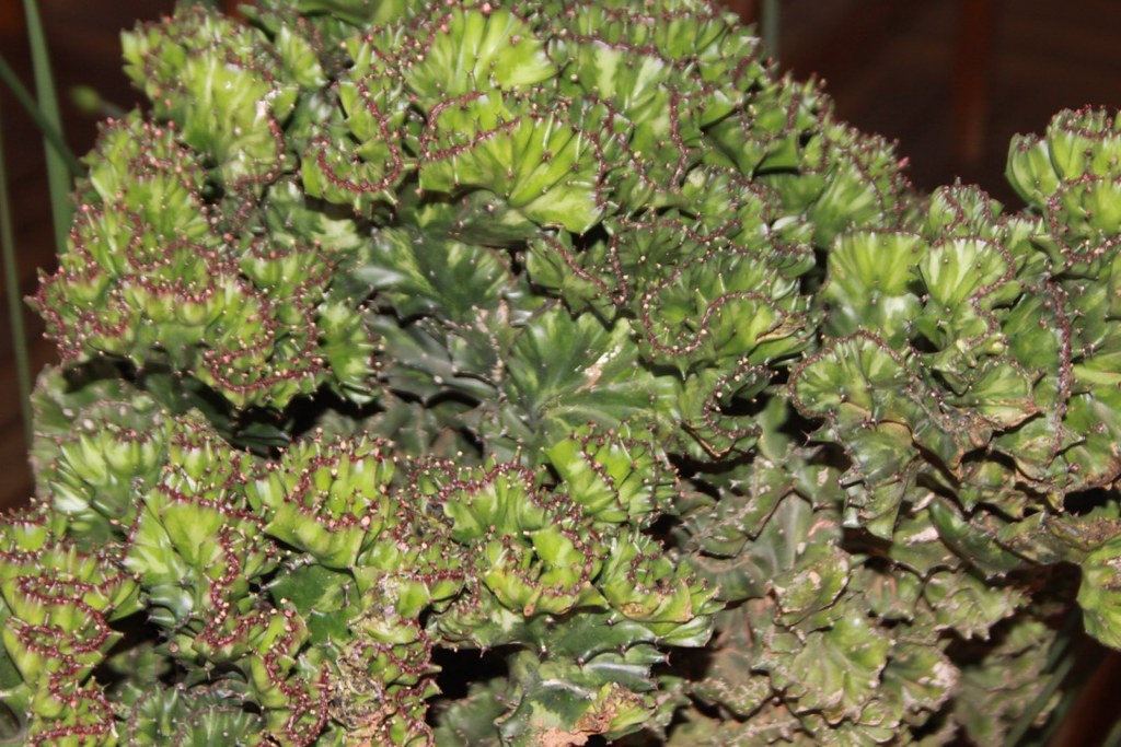 Euphorbia lactea Var. Cristata