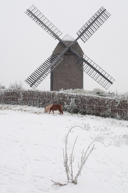Mill, Snow and one little Pony
