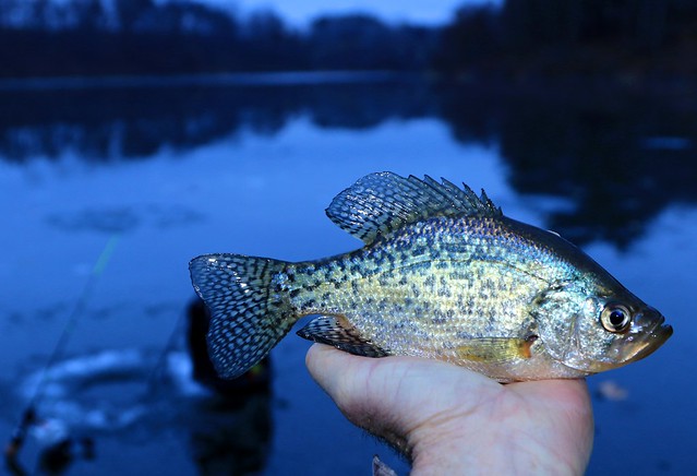 black crappie at Lake Meyer Park IA 854A5340