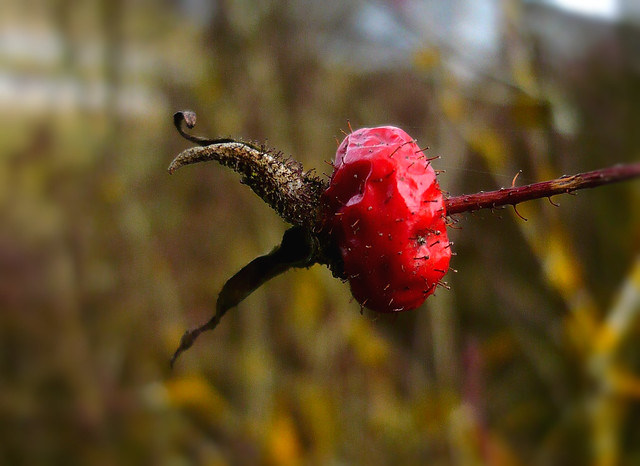 nature - Hagebutten – Früchte der Rosen