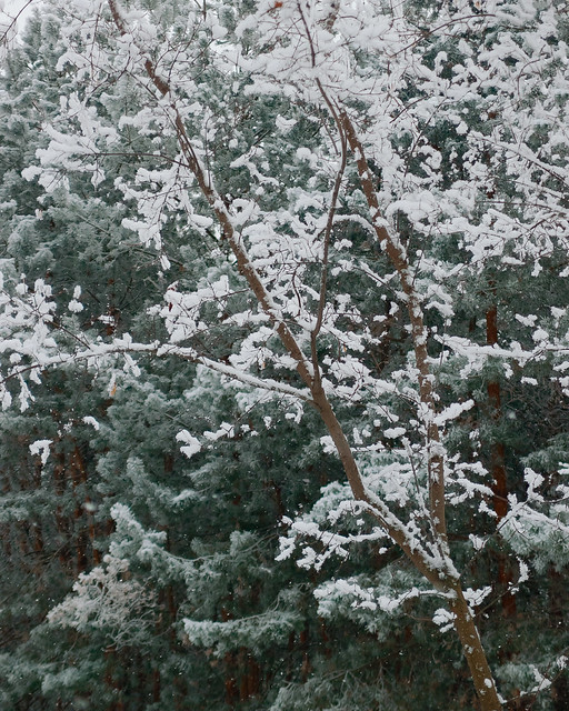 Winter fragment