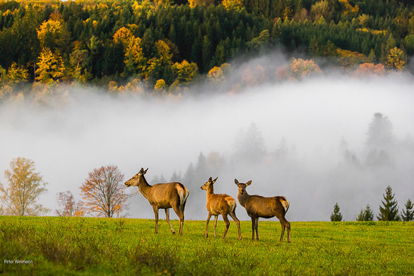 Altai maral - Cervus canadensis sibiricus