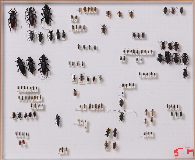 coleoptera-cerambycidae-div-unbest-5696