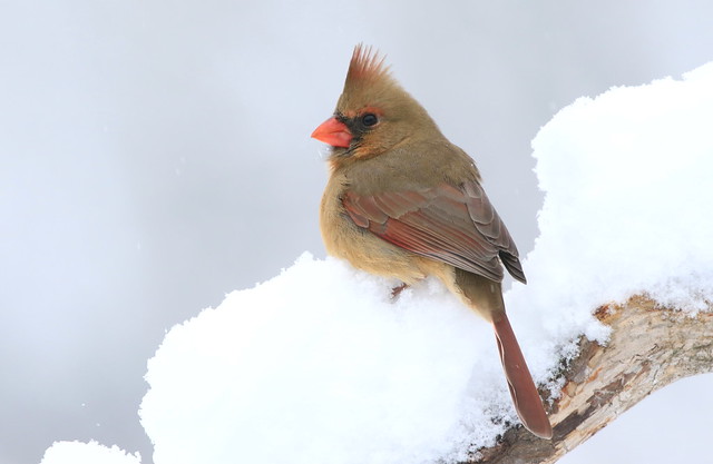 Northern cardinal female -cardinal rouge femelle