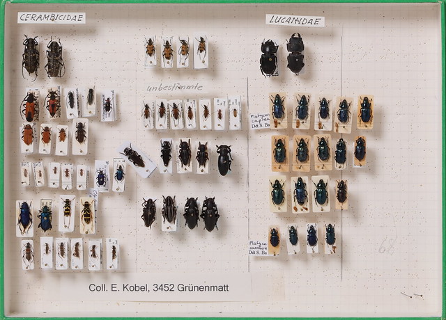 coleoptera-cerambycidae-div-unbest-5695