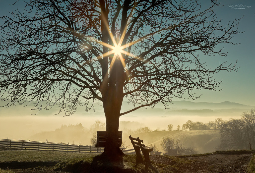 Sunrise and the chestnut tree