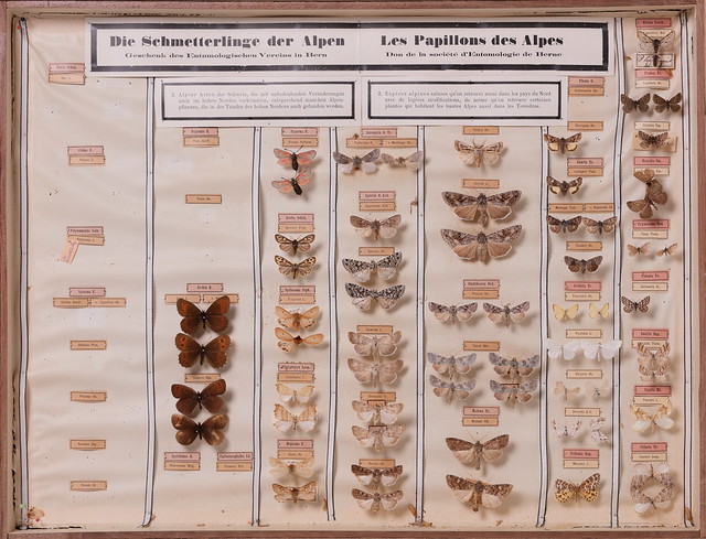 lepidoptera-zygaenidae-erebidae-nymphalidae-hepialidae-geometridae-div-8182