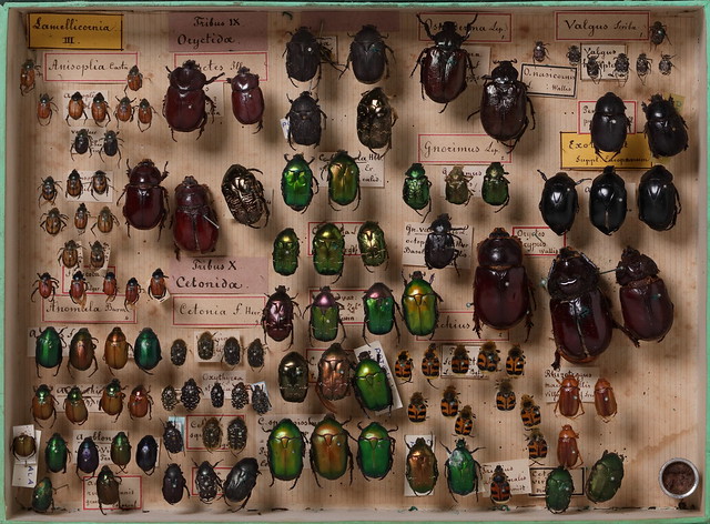 coleoptera-scarabaeidae-5922