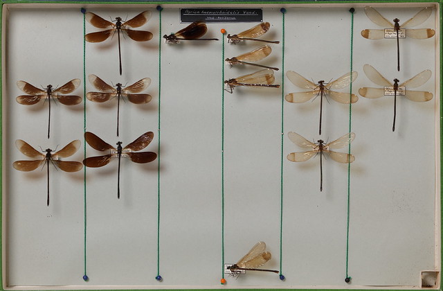 odonata-coenagrionidae-15010