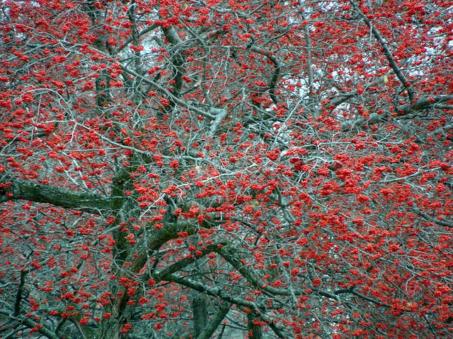 December Red