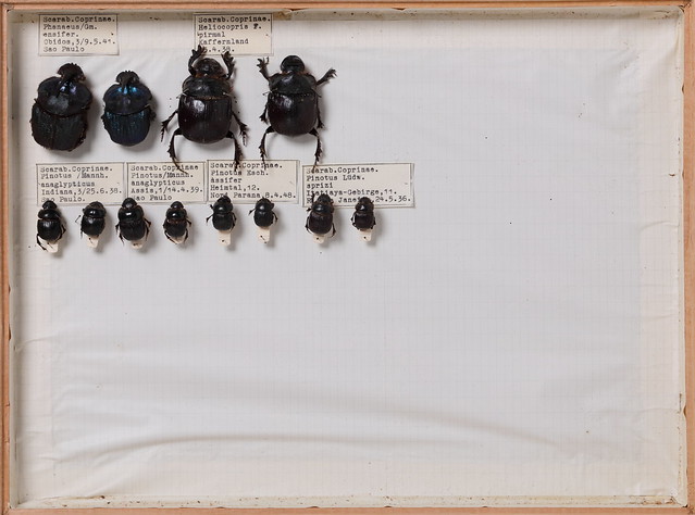 coleoptera-scarabaeidae-8161