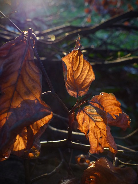 Rustic Beech leaves