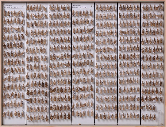 odonata-libellulidae-15172