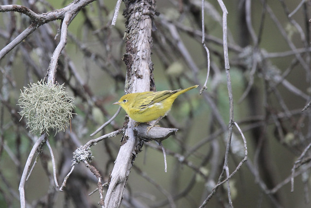 Molting Yellow Warbler