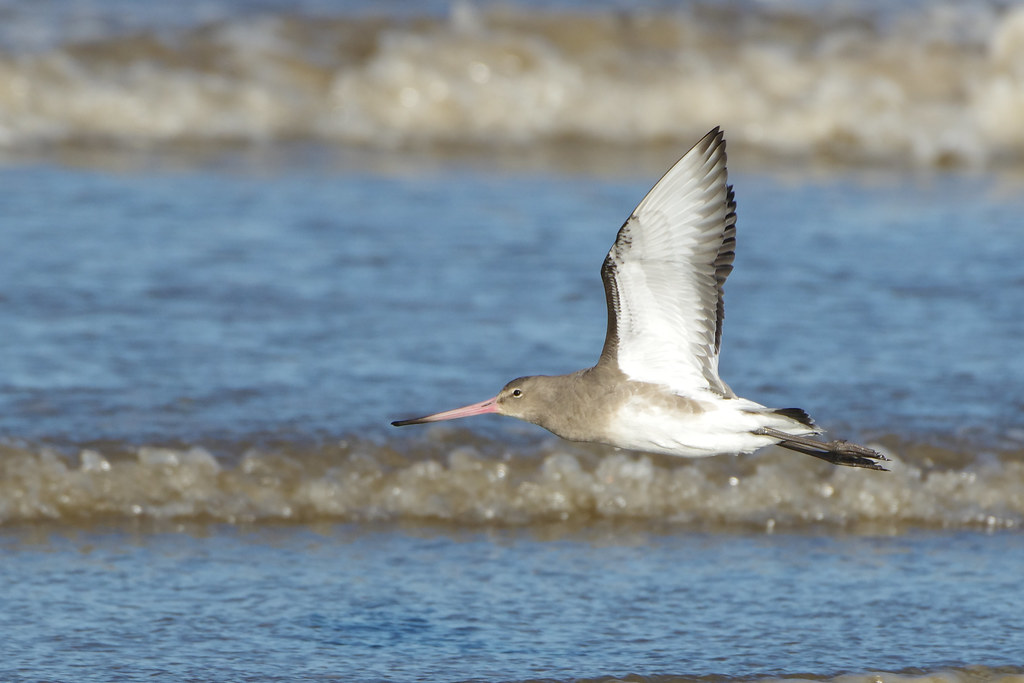 K33P0905c Bar-tailed Godwit, Titchwell Beach, November 202