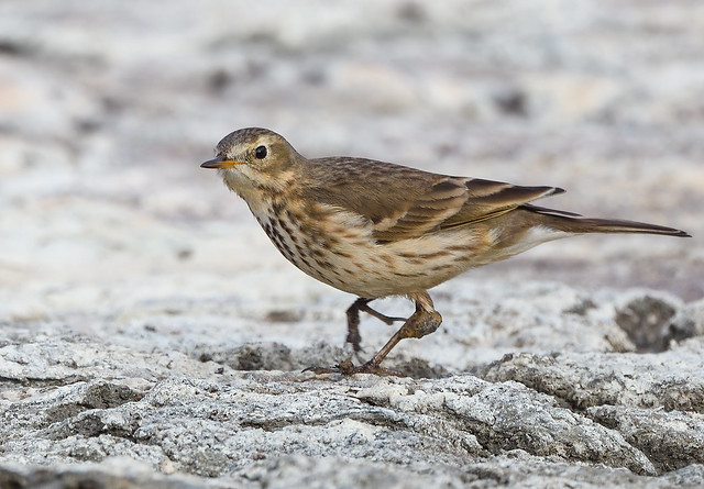 American Pipit with lipoma on the leg