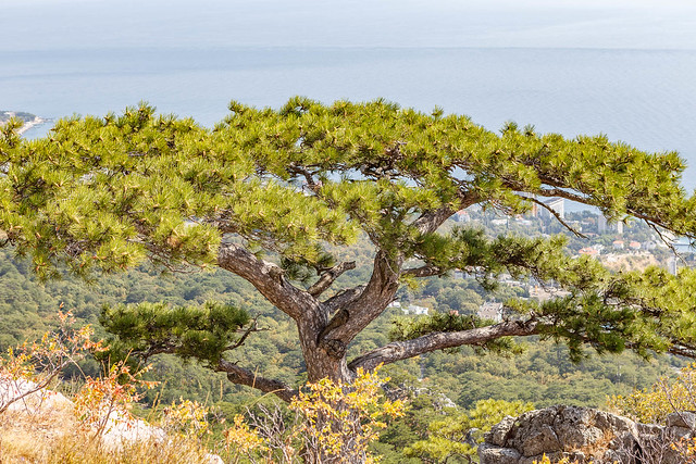 A tree on the top of Krestovaya Mountain._036