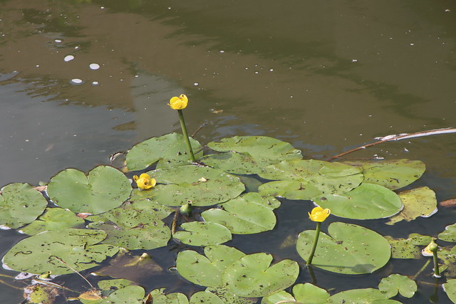 Třeboň-Nuphar lutea/yellow water-lily/stulík žlutý 4240