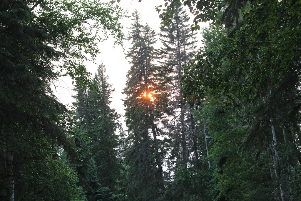 Sun setting through the trees in Lac la Biche
