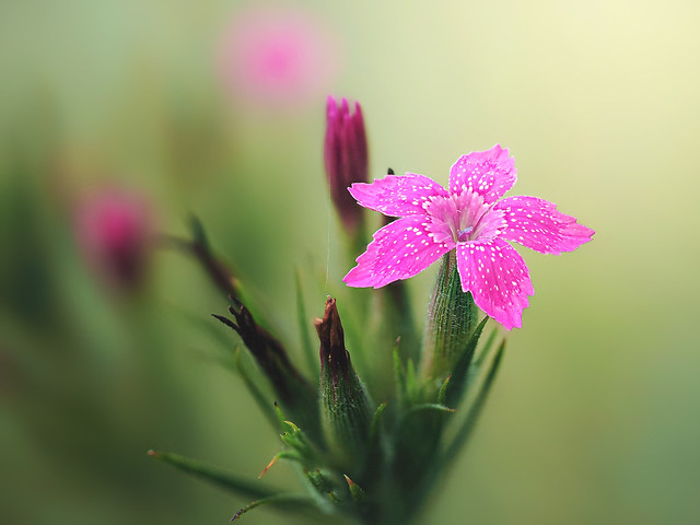 Deptford pink (Dianthus armeria)