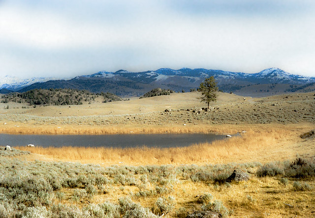 Pond - Yellowstone NP