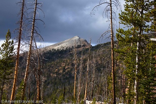 Looking up at Blackmon Peak from the burned-out forest on the Born Lakes Trail, Cecil D. Andrus-White Clouds Wilderness, Sawtooth National Recreation Area, Idaho