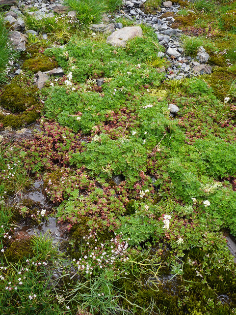 Water saxifrage (Saxifraga aquatica) &  Starry saxifrage (Saxifraga stellaris alpigena), Vallée d'Eyne