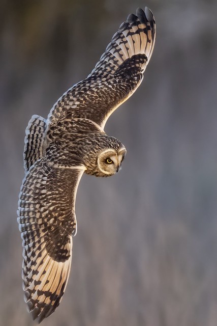 Short-eared Owl (URN: 2229)