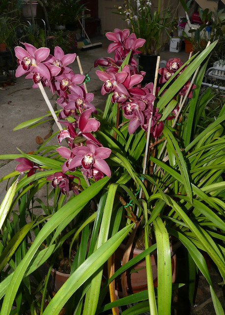 Cymbidium Unknown [c/o Karen] hybrid orchid 12-23*