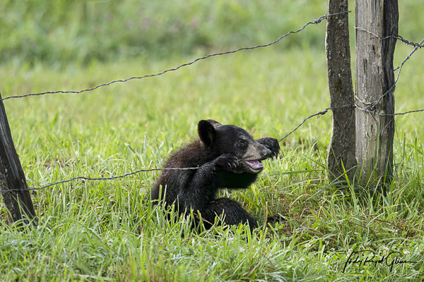 “Black Bear Cub Teething on Wired Fence”